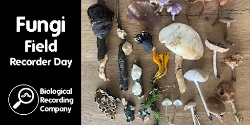 Fungi Field Recorder Day